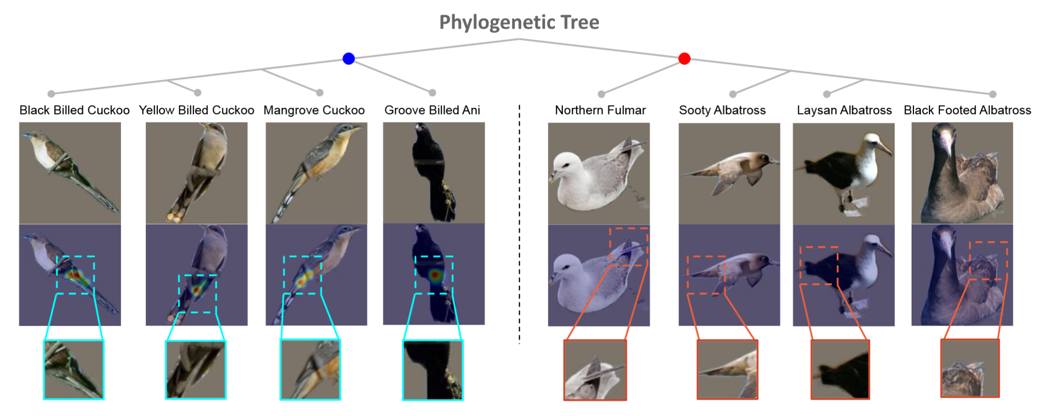 Phylogenies and image segmentation