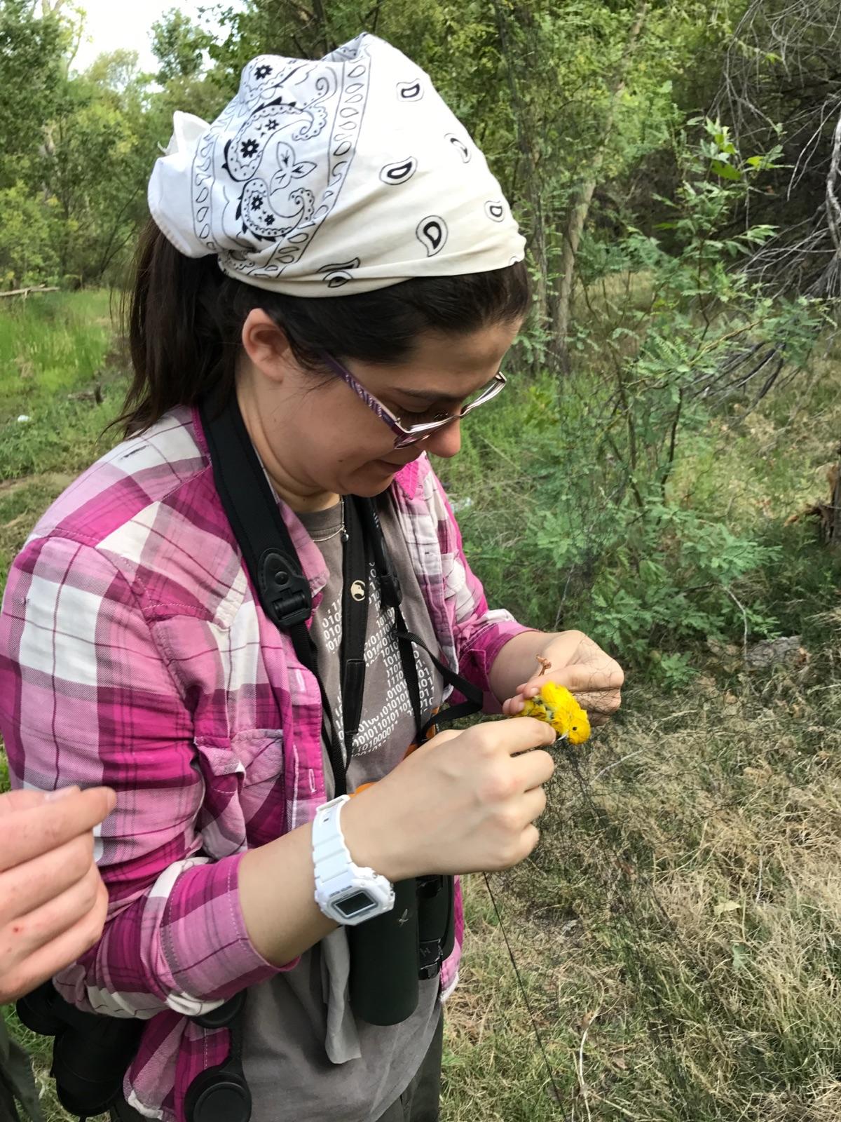 Kaiya taking a Yellow Warbler out of a mistnet