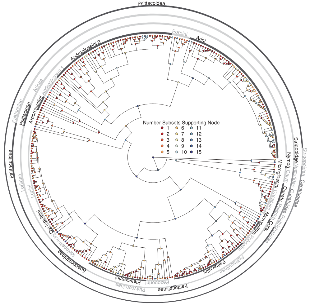 Parrot phylogeny